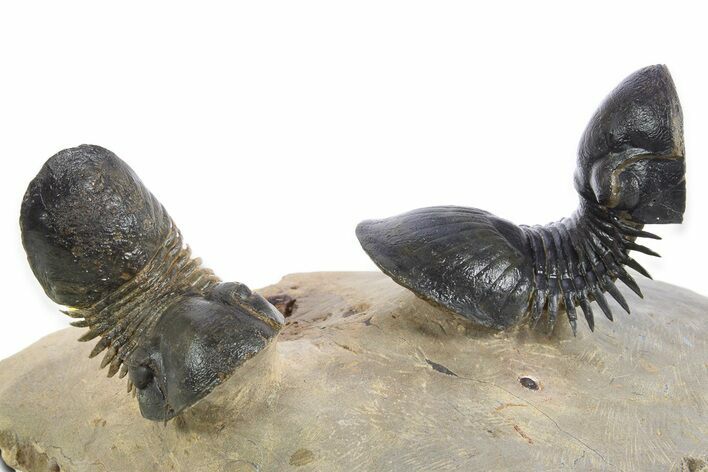 Two Flying Paralejurus Trilobites - Atchana, Morocco #344469